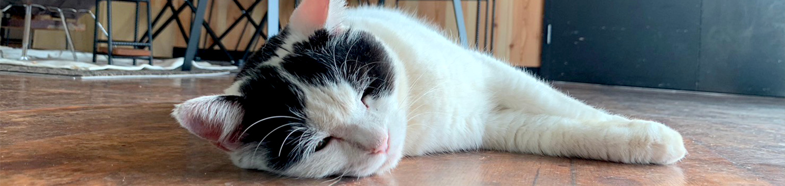 猫