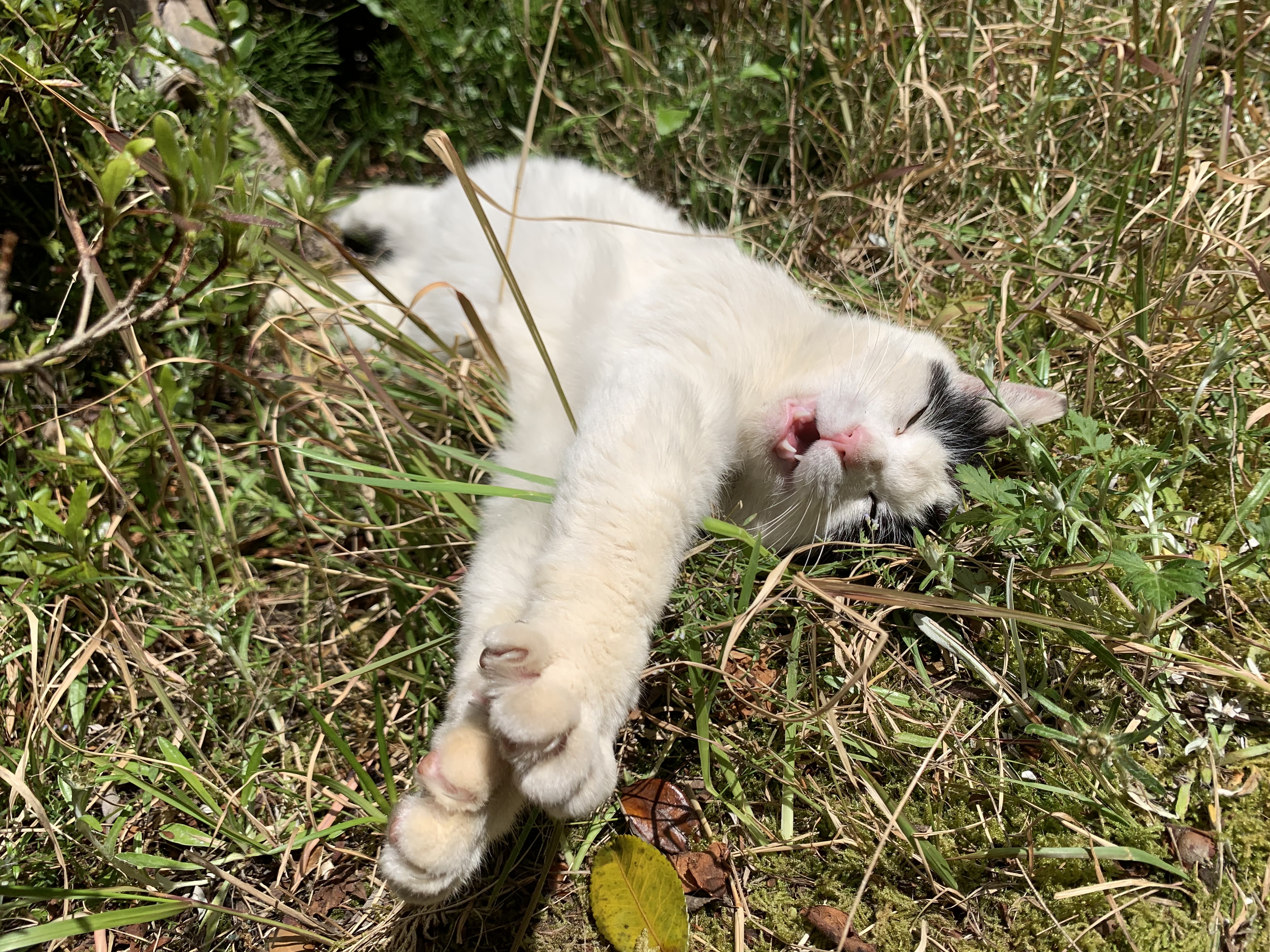 📢 休業日のお知らせ