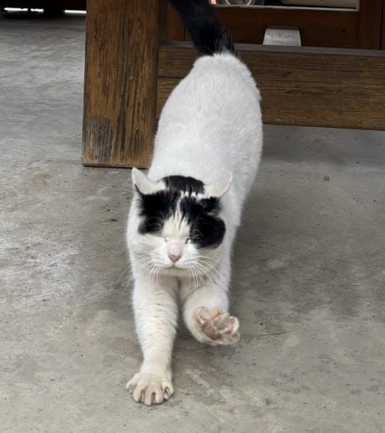 価格改定＆新プラン・オプションのお知らせ