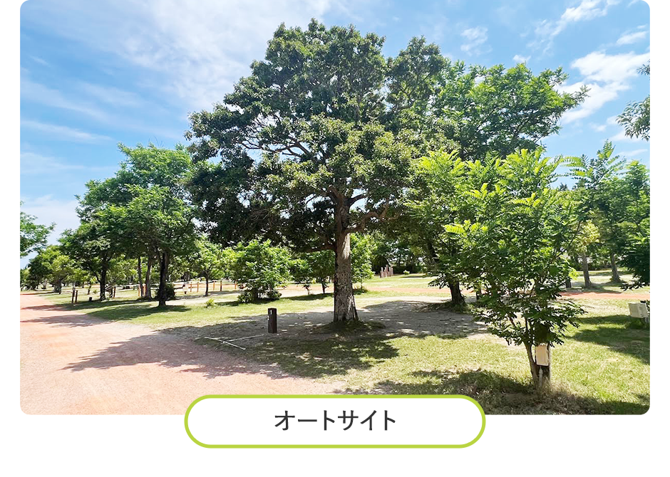 オートサイト